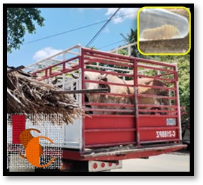 Campeche lidera Península con más casos de gusano barrenador. 